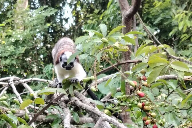 Gatun Expedition Monkey island Tour - Final Thoughts