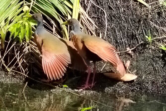 Gatun Expedition Monkey island Tour - Gatun Expedition Monkey Island Tour: A Close-Up with Panama’s Wildlife