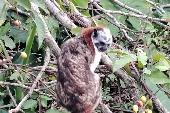 Gatun Expedition Monkey island Tour - Key Points
