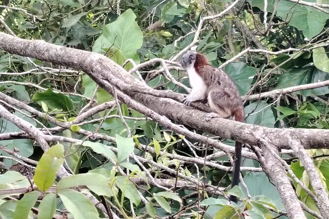 Gatun Expedition Monkey island Tour - FAQ