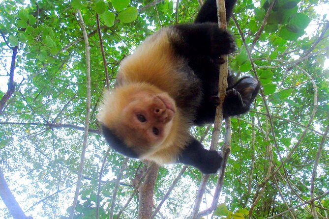 Gatun Lake Wildlife Tour from Panama City - Key Points