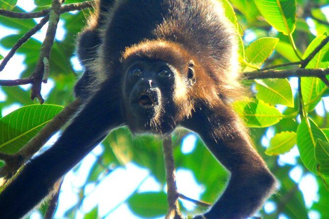 Gatun Lake Wildlife Tour from Panama City - An In-Depth Look at the Gatun Lake Wildlife Tour