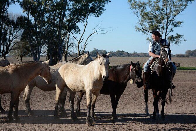 Gaucho Day Tour Santa Susana Estancia From Buenos Aires - Final Thoughts