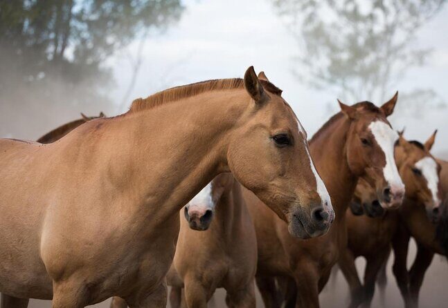 Gaucho Experience: A Day Trip to Don Silvano Ranch - A Deep Dive into the Gaucho Experience at Don Silvano Ranch