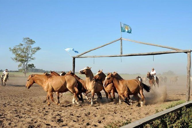 Gaucho Fiesta with lunch - full day tour - Who This Tour Is Best For