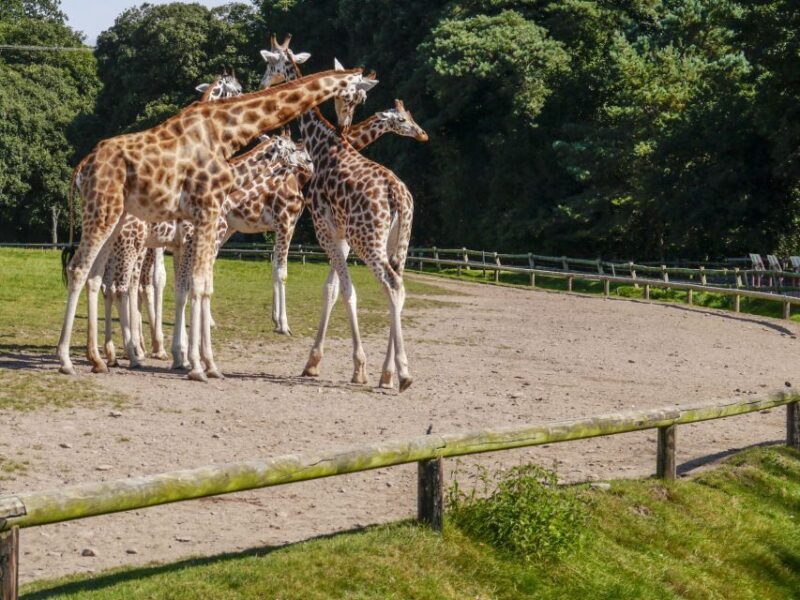 Gdansk: Oliwa Zoo with Tickets and Roundtrip Transportation - Why This Tour Is a Great Choice