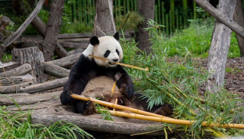 Gdansk: Oliwa Zoo with Tickets and Roundtrip Transportation - Frequently Asked Questions (FAQs)