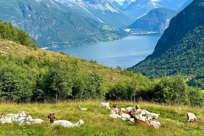 Geiranger by Royal route, 5 hours with visiting a high-mountain farm - The Sum Up