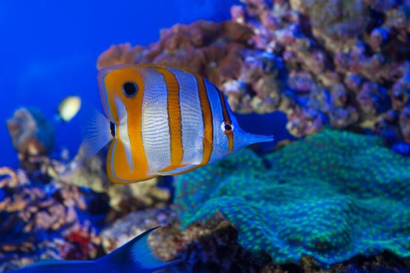 Genoa: Aquarium and FantaCinema Combined Ticket - Why This Tour Works for You