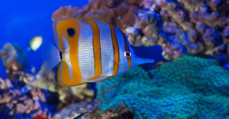 Genoa: Aquarium, Galata Museum and Submarine Entry Tickets - Who Will Love This Tour?