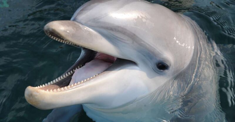 Genoa: Aquarium of Genoa & City of Children and Youth Ticket - Who Will Love This Experience?