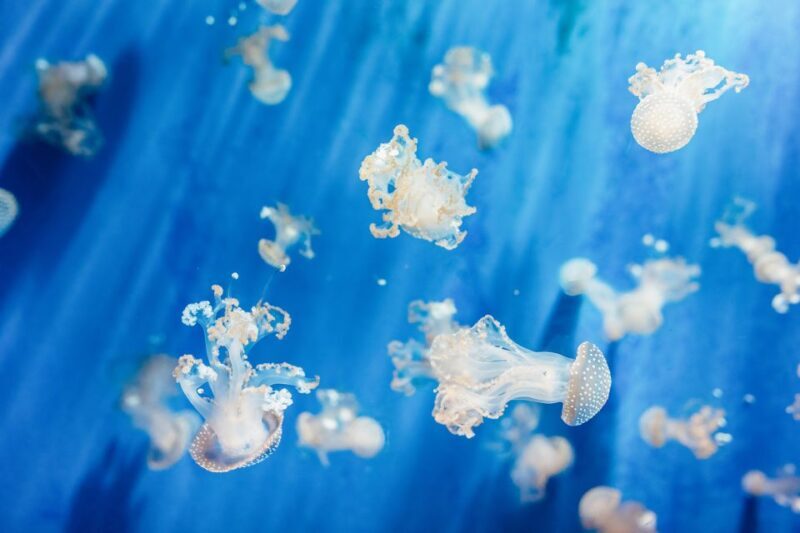 Genoa: Aquarium of Genoa Entry Ticket - Genoa: Aquarium of Genoa Entry Ticket – A Deep Dive into Italy’s Marine Marvel