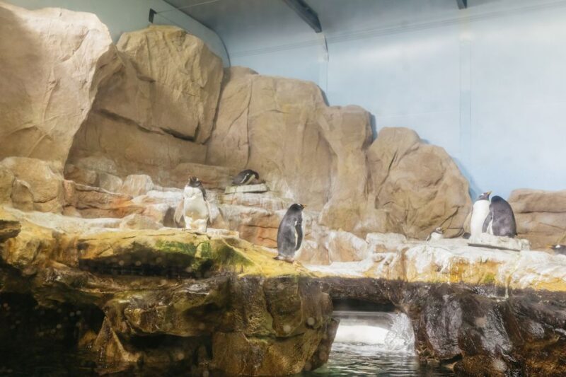 Genoa: Aquarium of Genoa Entry Ticket - Authentic Experiences and Honest Opinions