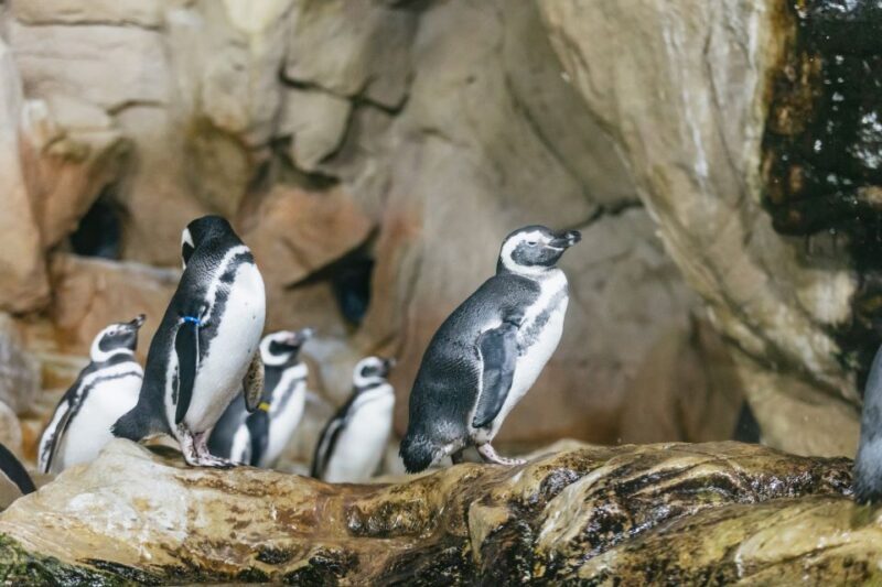 Genoa: Aquarium of Genoa with Lunch - Discover the Genoa Aquarium with Lunch: An In-Depth Review