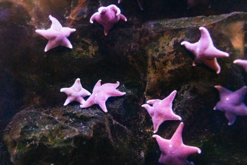 Genoa: Aquarium of Genoa with Lunch - Key Points