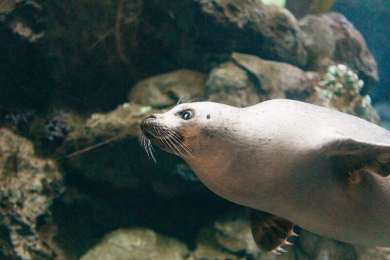 Genoa: Aquarium of Genoa with Lunch - Who Should Skip This Tour?
