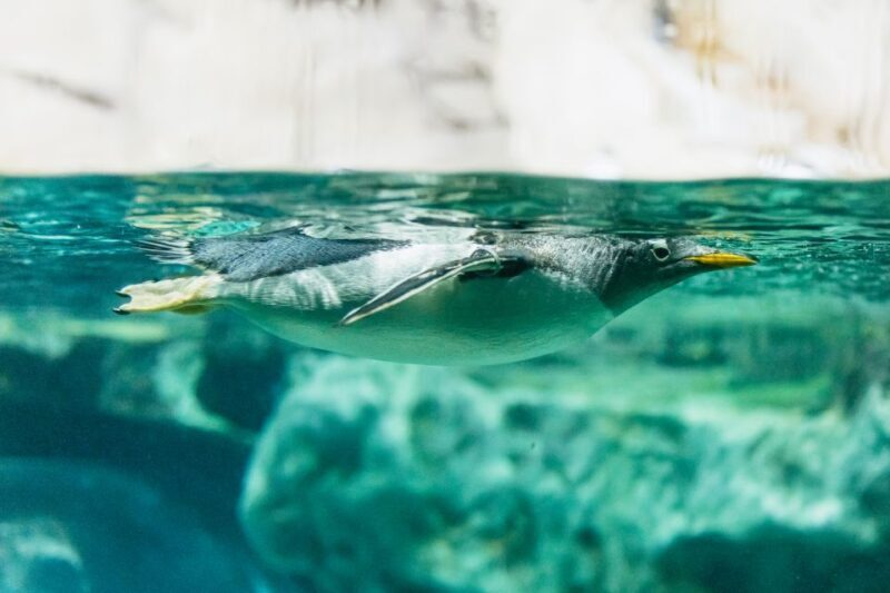 Genoa: Aquarium of Genoa with Lunch - Final Thoughts