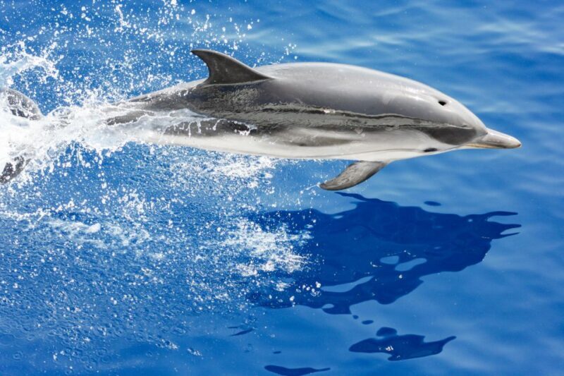 Genoa: Cetacean Watching Cruise with Marine Biologist Guide - The Itinerary Breakdown