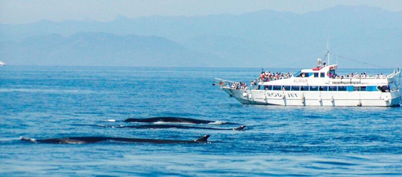 Genoa: Cetacean Watching Cruise with Marine Biologist Guide - Frequently Asked Questions