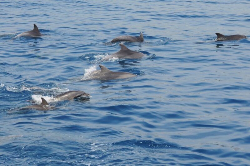 Genoa: Pelagos Sanctuary Whale Watching Cruise - The Value of the Experience