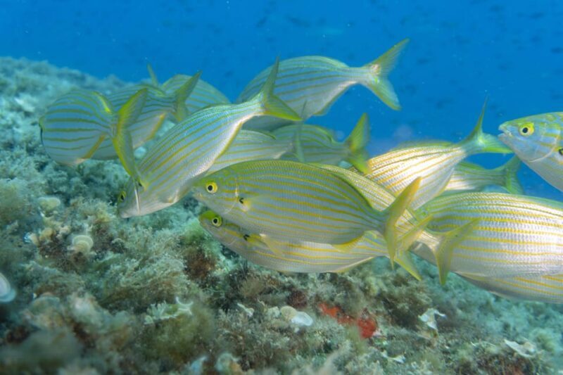 Genoa: snorkeling a stone's throw from downtown - FAQ