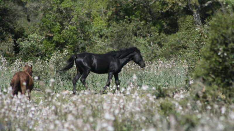 Genoni: discover the Giara Park - Discover Sardinia’s Hidden Gem: Genoni and the Giara Park