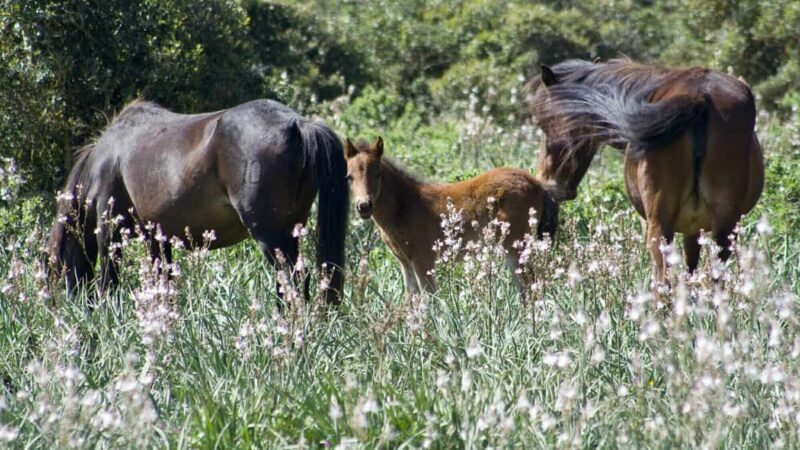 Genoni: discover the Giara Park - Key Points