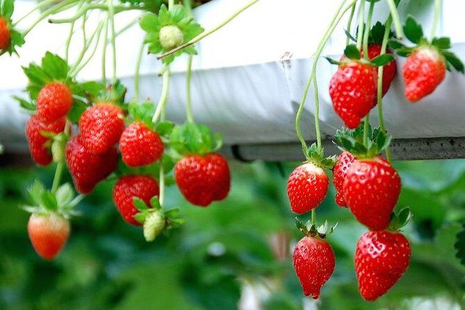 Genting Highland Day Trip & Batu Caves Temple Tour (8Hrs) - In-Depth Breakdown of the Experience