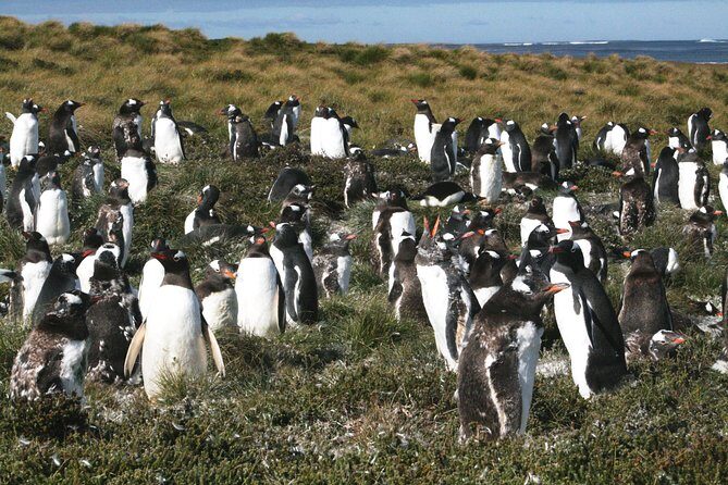 Gentoo Penguins at Berthas Beach Guided Tour from Stanley - Exploring Falkland Islands Gentoo Penguins: A Balanced Review of the Berthas Beach Guided Tour