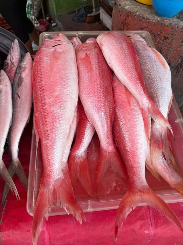 Get to know the real Cartagena: Bazurto Market gastronomic & cultural tour - Key Points