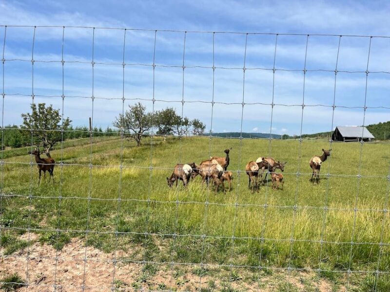 Gettysburg: Horse-Drawn Carriage Tour Countryside & Orchards - An In-Depth Look at the Gettysburg Horse-Drawn Carriage Tour