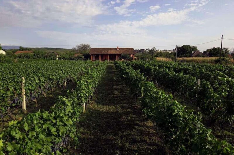 Gevgelija: Jostela Winery Wine Tasting Tour - Gevgelija: Jostela Winery Wine Tasting Tour