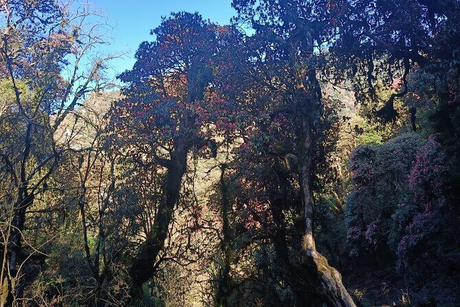 Ghorepani Poon Hill Trek: 12-Day Journey in Annapurna - Introduction to the Ghorepani Poon Hill Trek