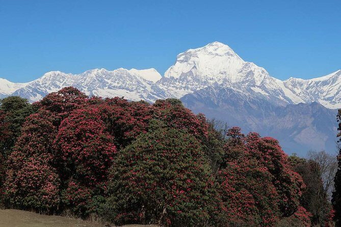 Ghorepani Poonhill Trek -8 Days - Ghandruk and the Return to Pokhara