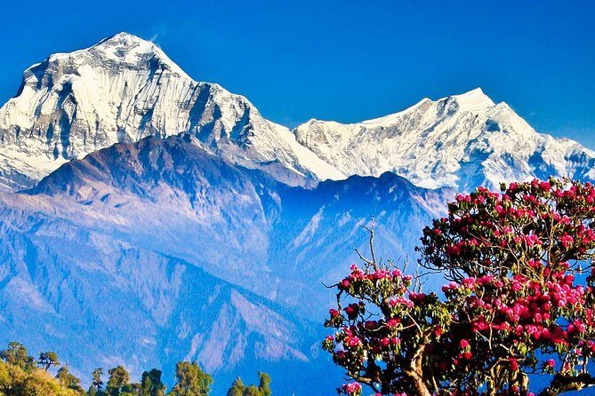 Ghorepani Poonhill Trek -8 Days - Why This Trek Offers Great Value