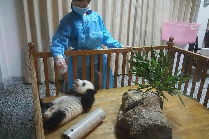 Giant Panda and Buddha 1 day tour - What Travelers Say: Authentic Feedback