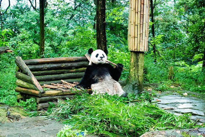 Giant Panda and Leshan Buddha Day Trip from Chengdu - The Complete Experience: An In-Depth Look