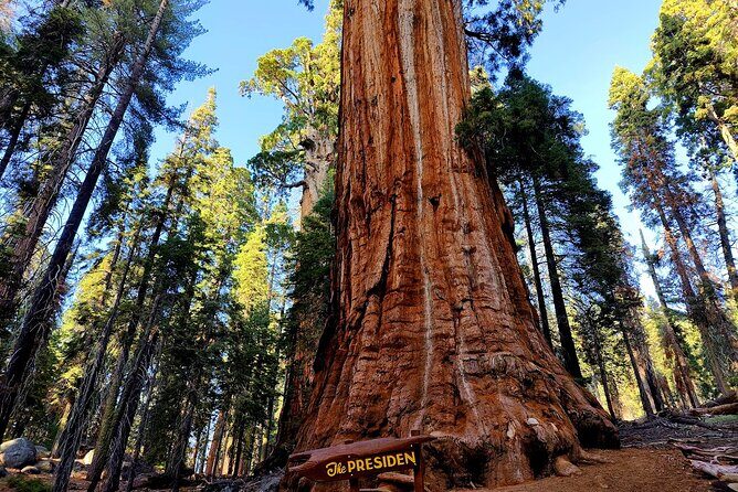 Giant Sequoia National Park Private Day Tour from Los Angeles - What to Expect Regarding Price and Value