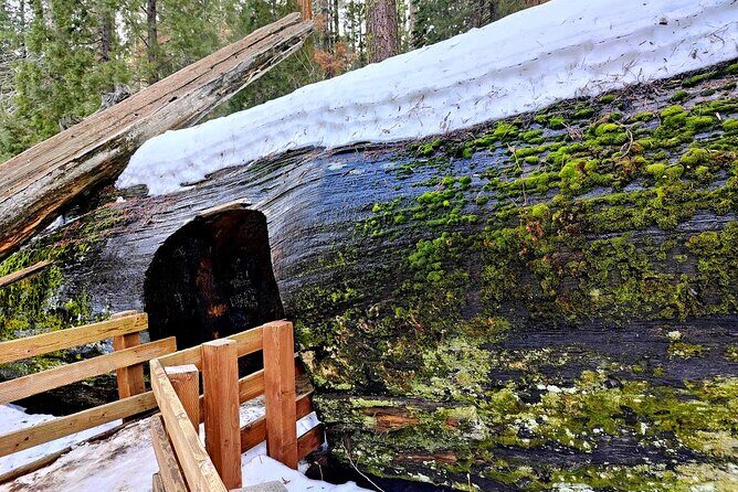 Giant Sequoia National Park Private Day Tour from Los Angeles - Who Will Love This Tour?