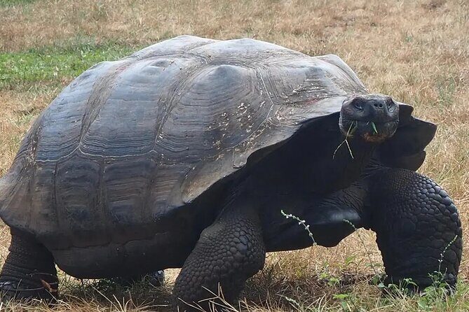 Giant Turtle Watching and Lava Tunnels Tour - A Deeper Look at the Experience