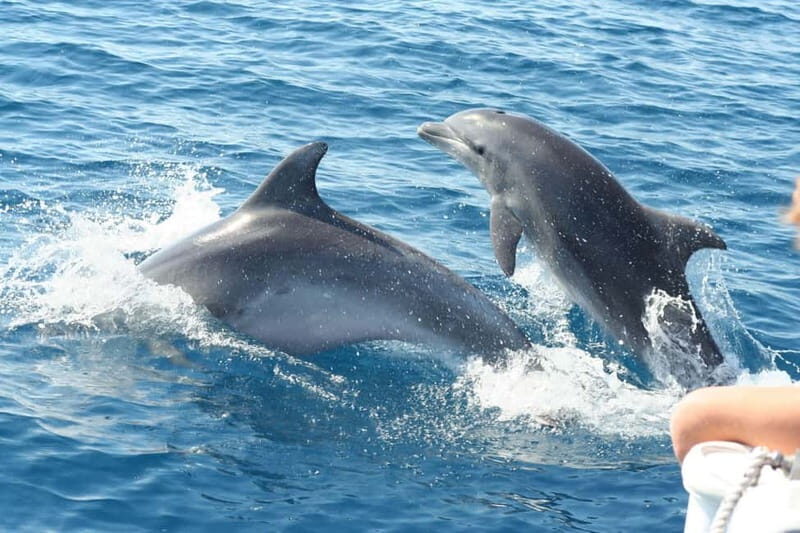 Giardini Naxos: Dolphin Catamaran Sunset Tour with Aperetif - A Detailed Look at the Giardini Naxos Dolphin Catamaran Tour