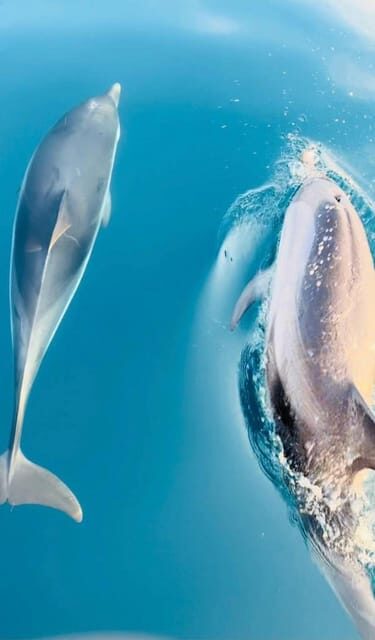 Giardini Naxos: Dolphin Searching Sunset Boat Tour - Discover Sicily’s Coastline with a Sunset Dolphin Search from Giardini Naxos