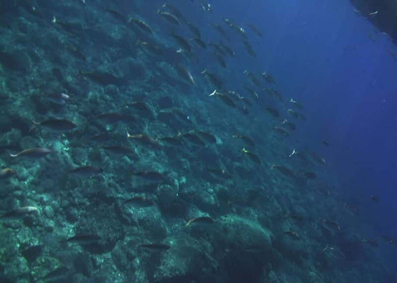 Giardini Naxos Taormina: Dolphin Watching Sunset Tour - Who Should Consider This Tour?