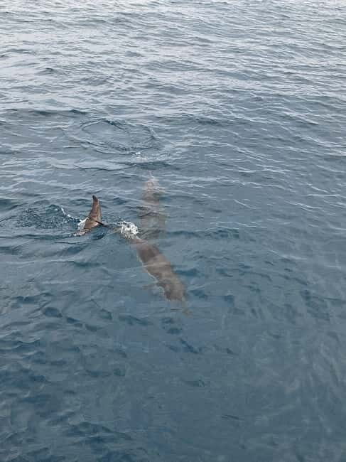 Giardini Naxos Taormina: Dolphin Watching Sunset Tour - Frequently Asked Questions