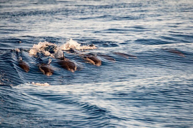 Gibraltar Dolphin Adventure - Why Youll Love the Gibraltar Dolphin Adventure