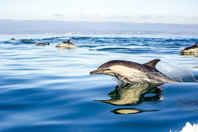 Gibraltar: Dolphin Watch Cruise & Cable Car Fast Track Combo - Exploring Gibraltar’s Marine and Mountain Treasures