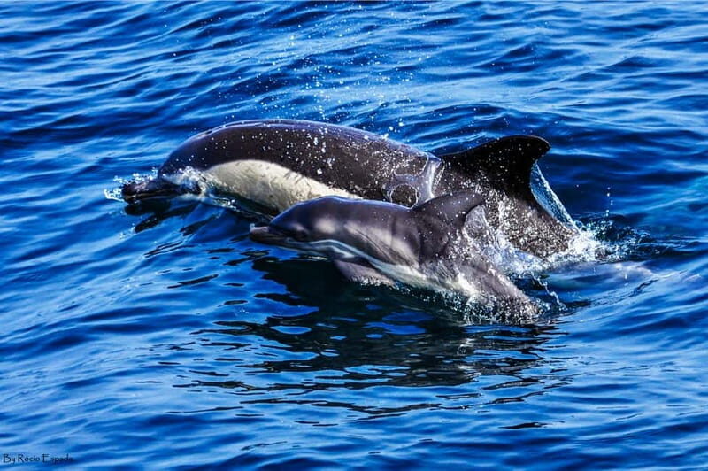 Gibraltar: Dolphin Watch Cruise & Cable Car Fast Track Combo - Who Will Love This Tour?
