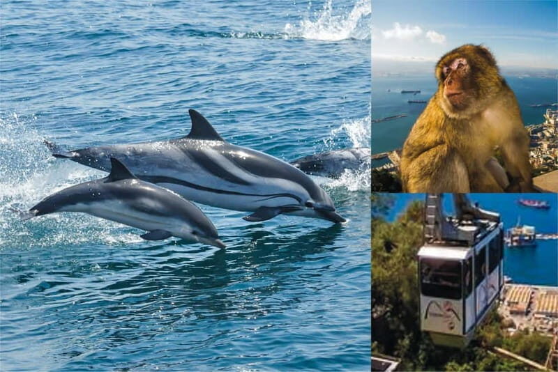 Gibraltar: Dolphin Watch Cruise & Cable Car Fast Track Combo - Practical Details and Tips