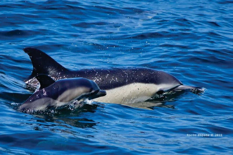 Gibraltar: Dolphin Watching Tour - Key Points