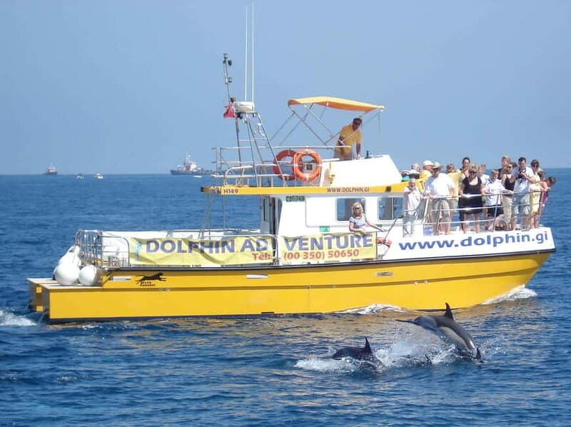 Gibraltar: Dolphin Watching Tour - What to Expect from the Experience